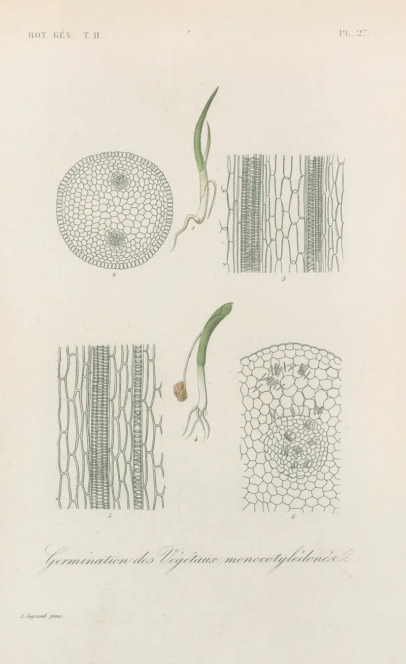 Traite De Botanique Generale Pl 078 Wall Art by François Hérincq - High-Resolution Digital Print