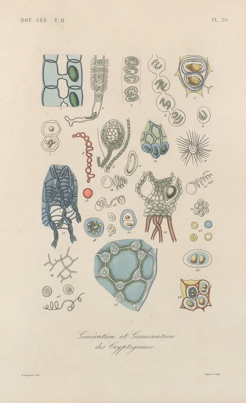 Traite De Botanique Generale Pl 080 Wall Art by François Hérincq - High-Resolution Digital Print