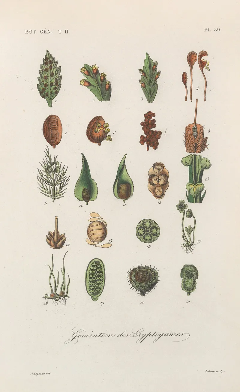 Traite De Botanique Generale Pl 081 Wall Art by François Hérincq - High-Resolution Digital Print