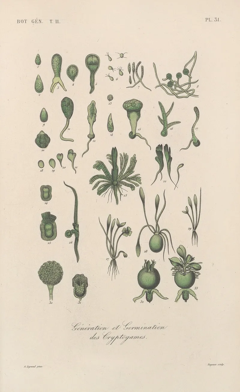 Traite De Botanique Generale Pl 082 Wall Art by François Hérincq - High-Resolution Digital Print