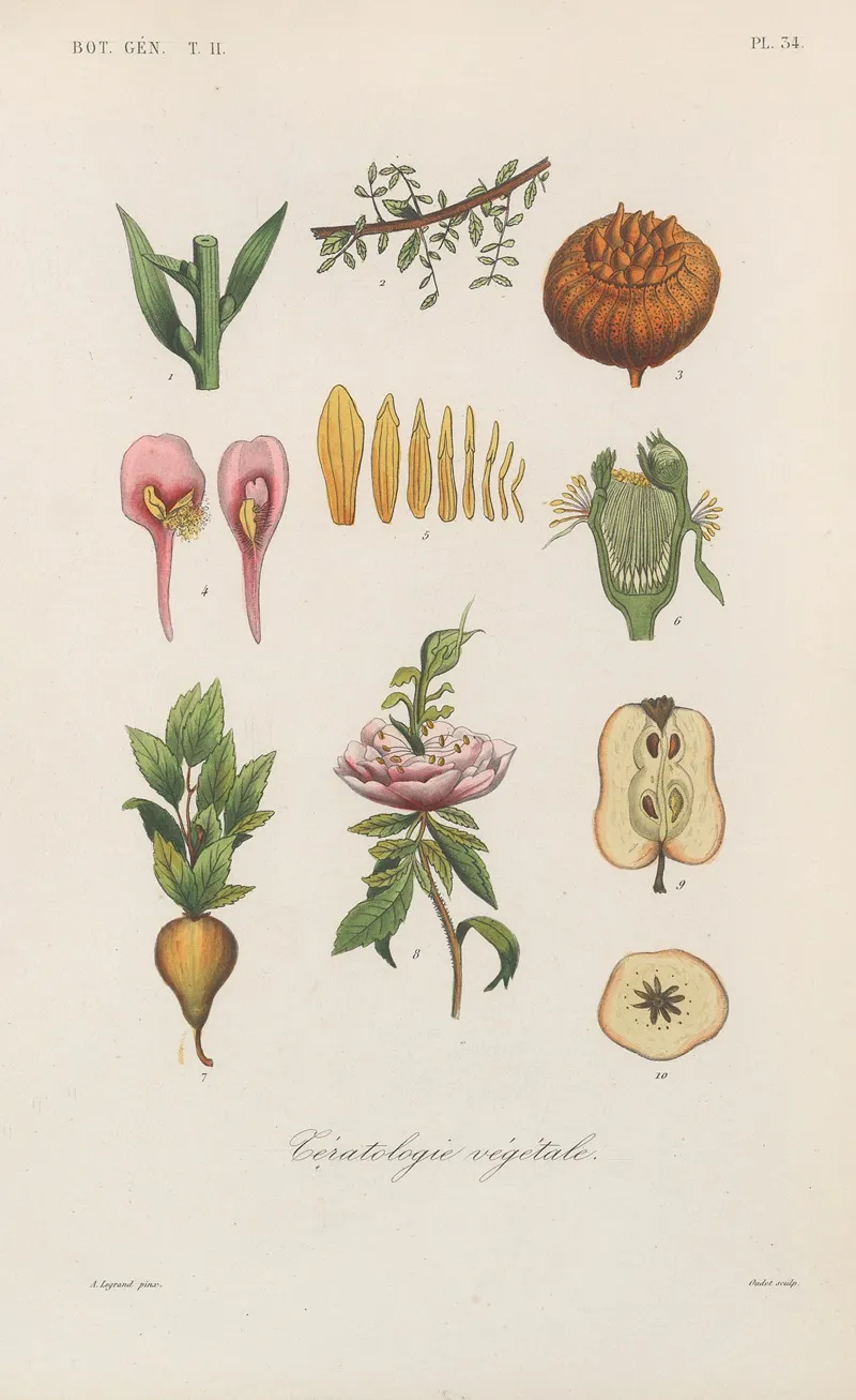 Traite De Botanique Generale Pl 085 Wall Art by François Hérincq - High-Resolution Digital Print