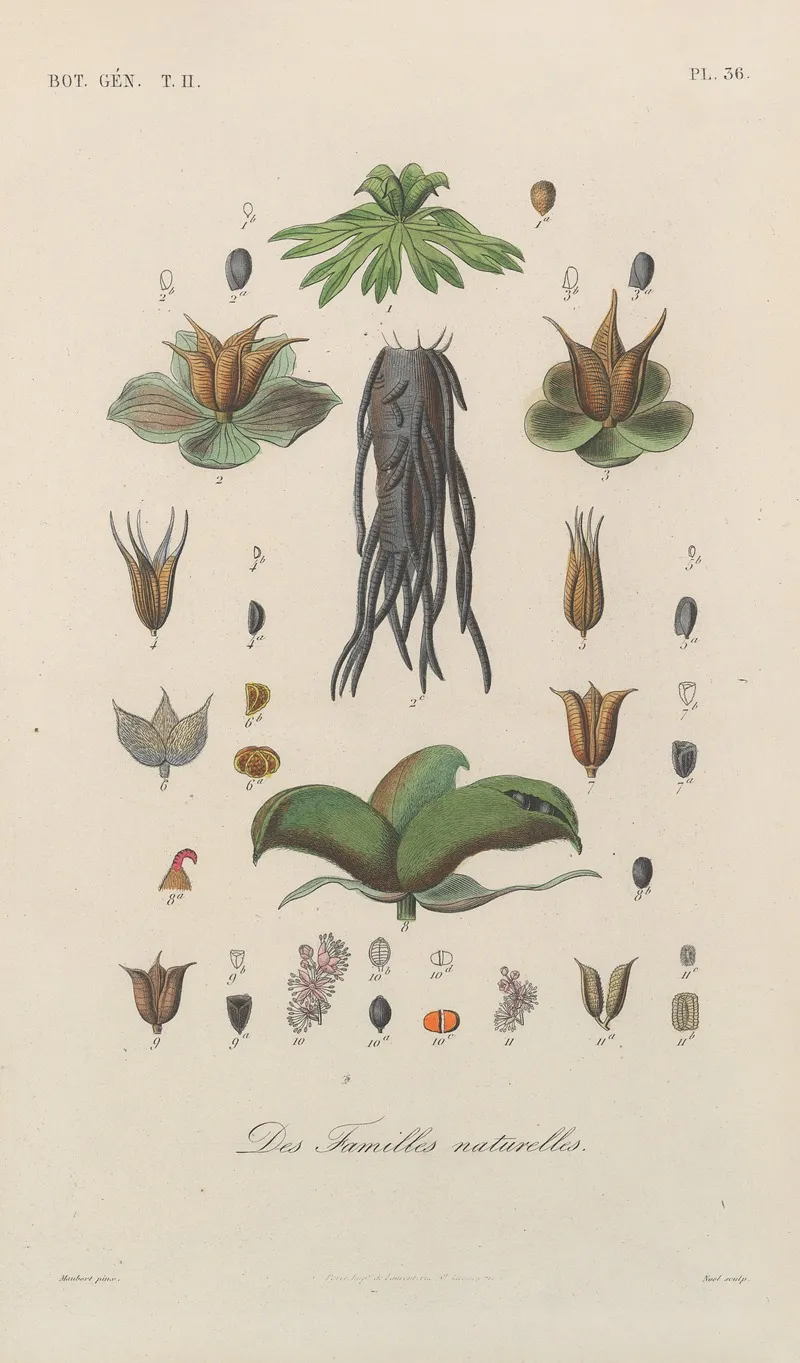 Traite De Botanique Generale Pl 087 Wall Art by François Hérincq - High-Resolution Digital Print