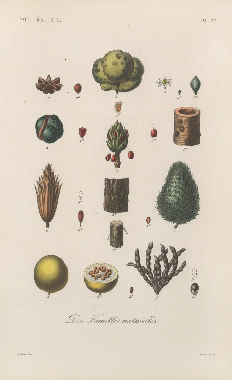 Traite De Botanique Generale Pl 088 Wall Art by François Hérincq - High-Resolution Digital Print