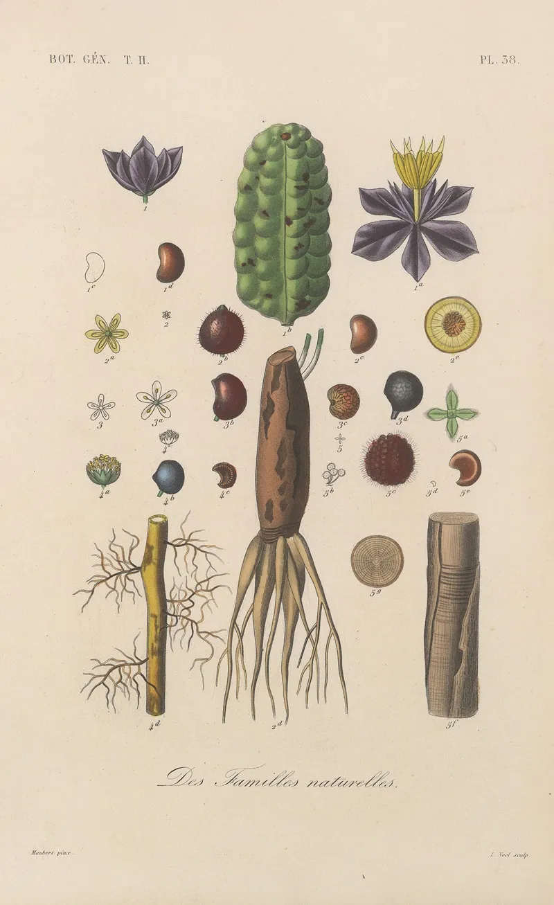 Traite De Botanique Generale Pl 089 Wall Art by François Hérincq - High-Resolution Digital Print