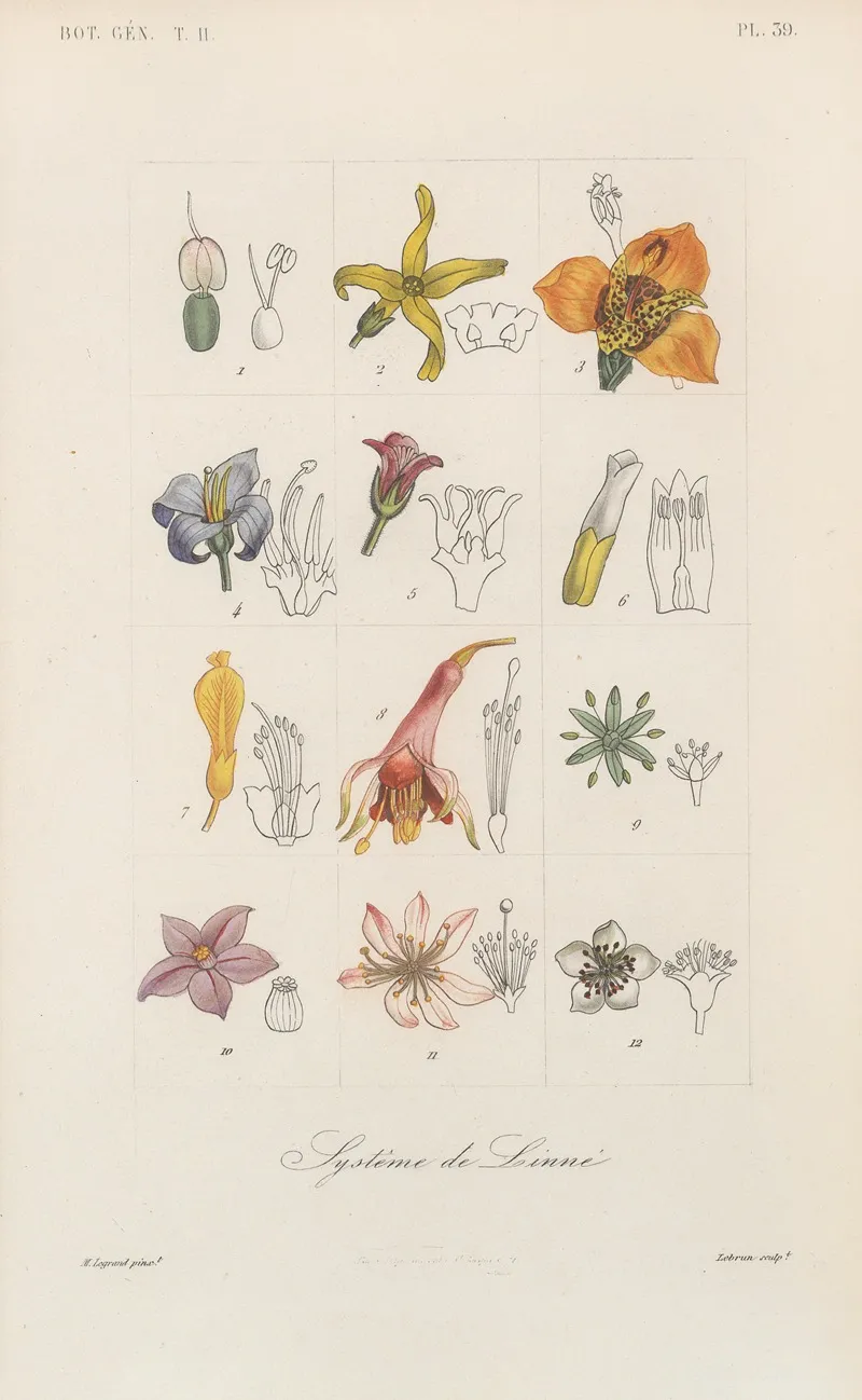 Traite De Botanique Generale Pl 090 Wall Art by François Hérincq - High-Resolution Digital Print