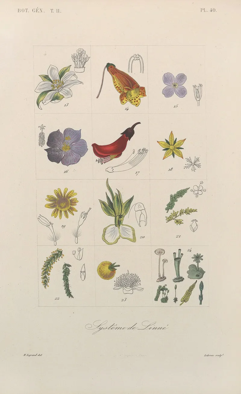 Traite De Botanique Generale Pl 091 Wall Art by François Hérincq - High-Resolution Digital Print