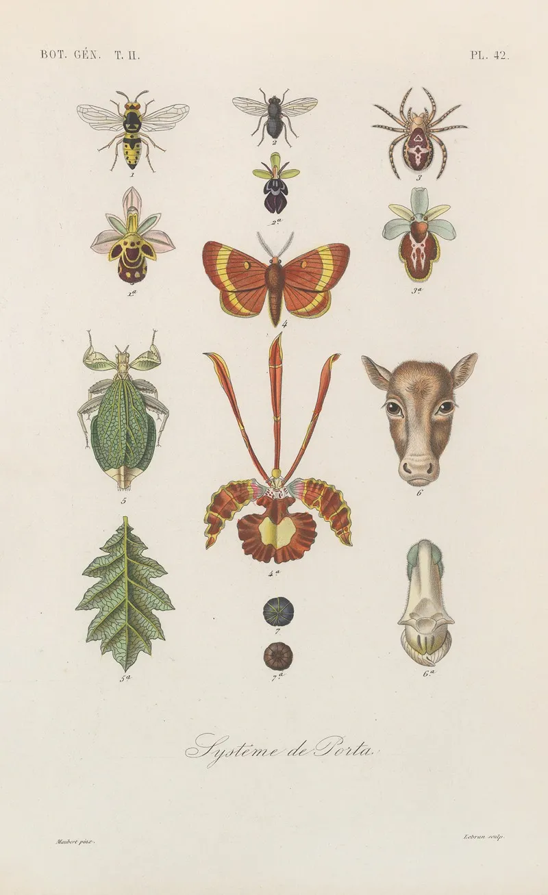 Traite De Botanique Generale Pl 093 Wall Art by François Hérincq - High-Resolution Digital Print