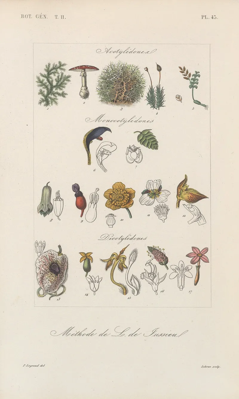 Traite De Botanique Generale Pl 094 Wall Art by François Hérincq - High-Resolution Digital Print