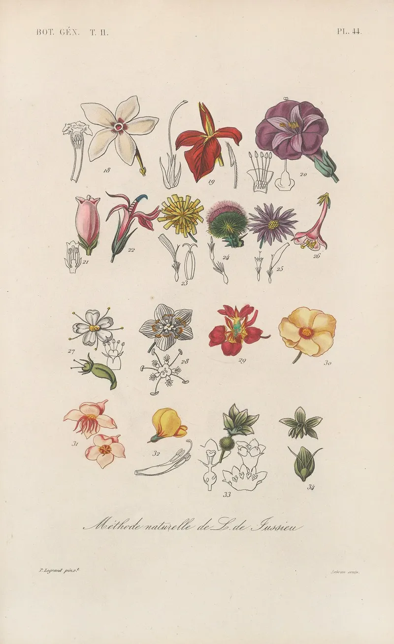 Traite De Botanique Generale Pl 095 Wall Art by François Hérincq - High-Resolution Digital Print