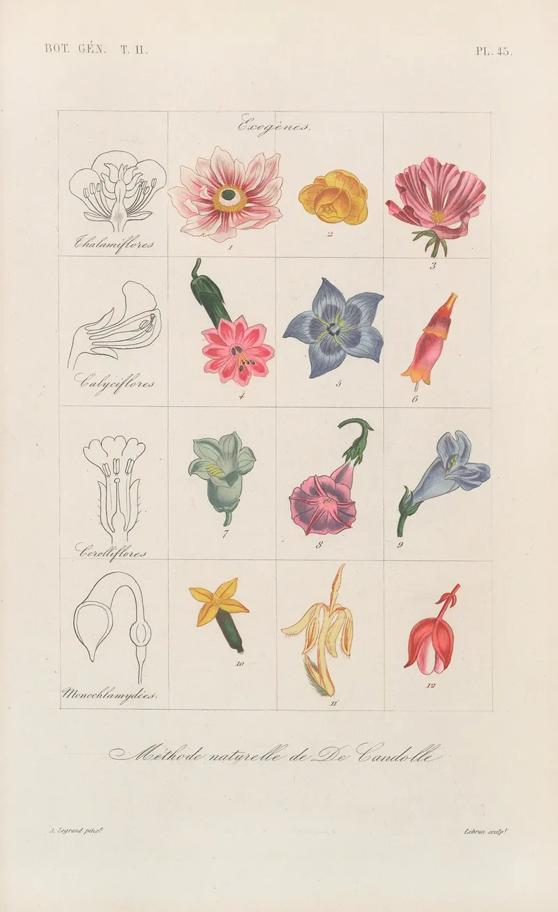 Traite De Botanique Generale Pl 096 Wall Art by François Hérincq - High-Resolution Digital Print