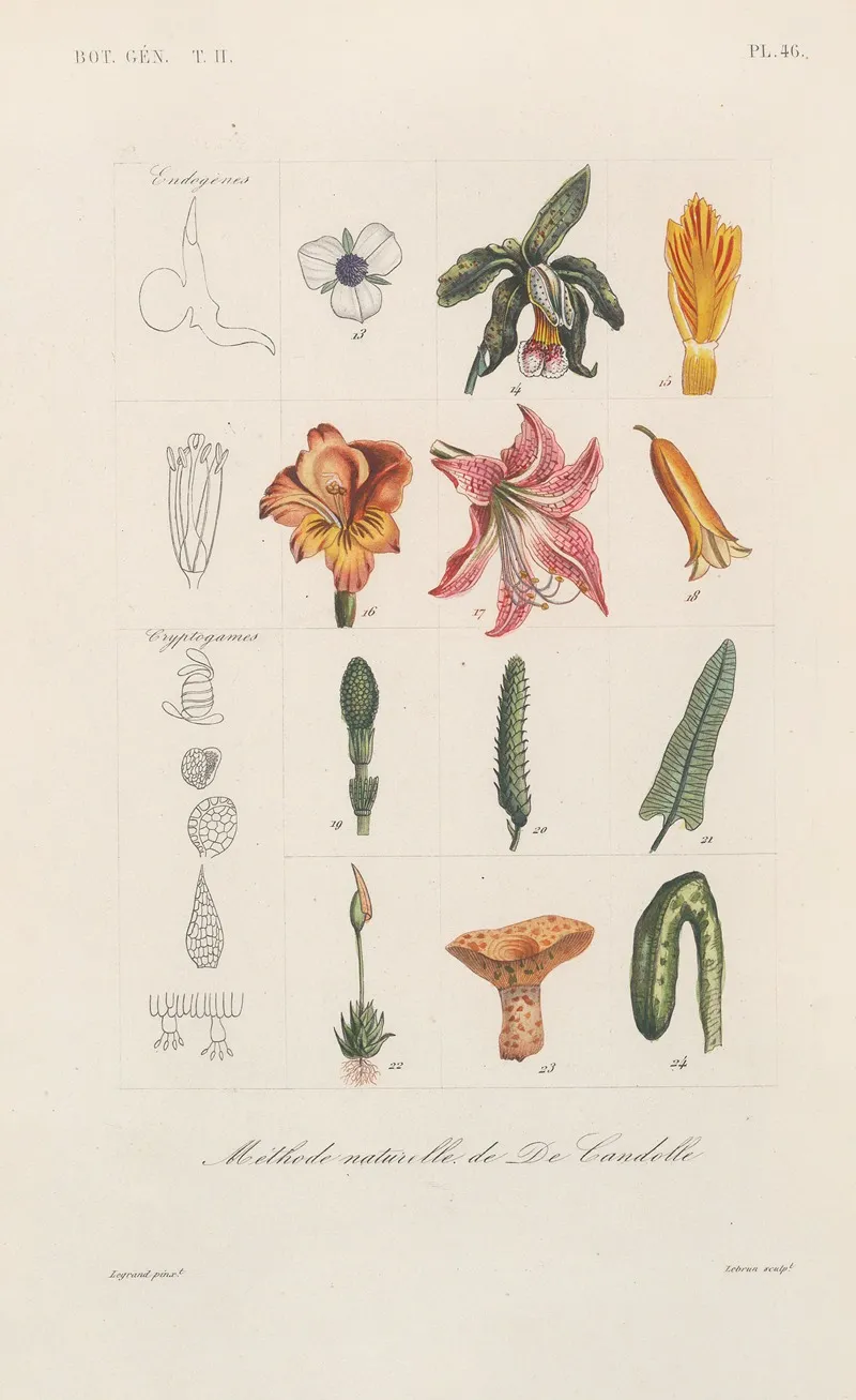 Traite De Botanique Generale Pl 097 Wall Art by François Hérincq - High-Resolution Digital Print