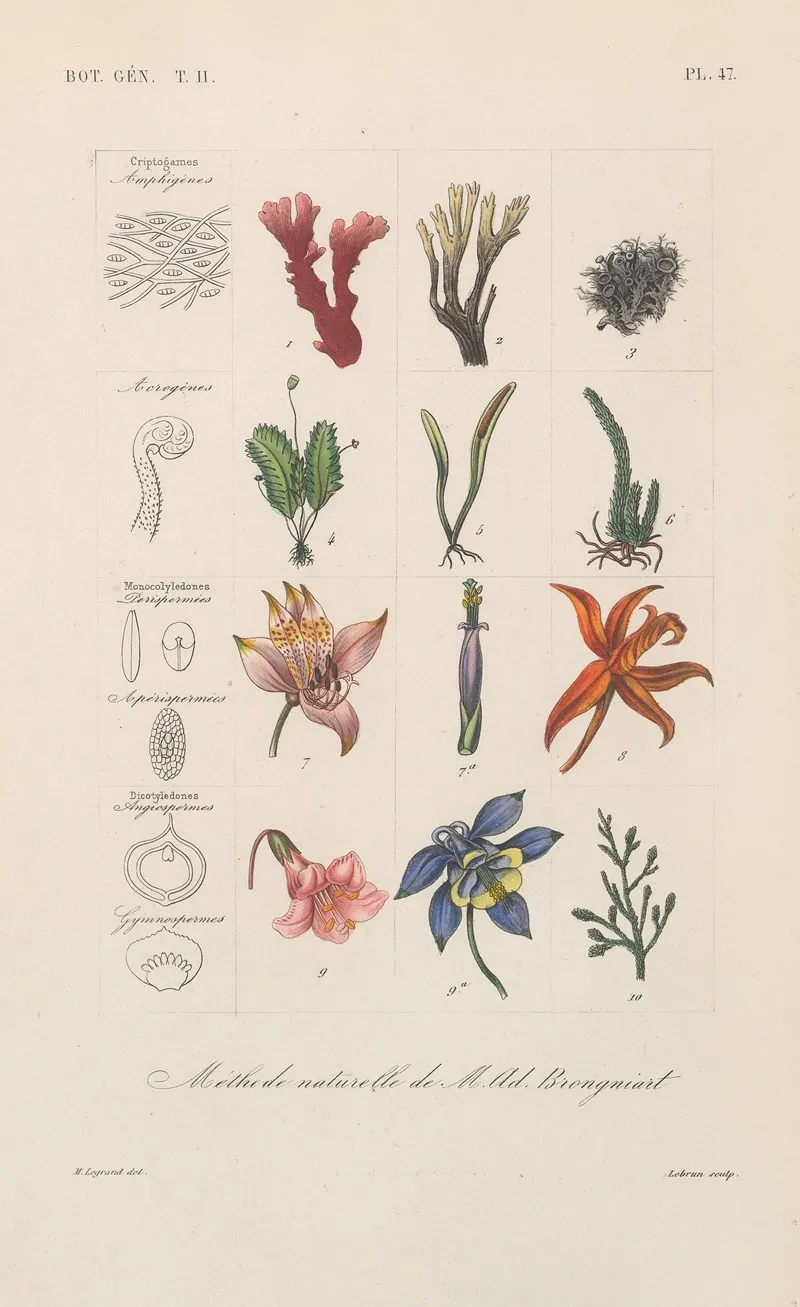 Traite De Botanique Generale Pl 098 Wall Art by François Hérincq - High-Resolution Digital Print