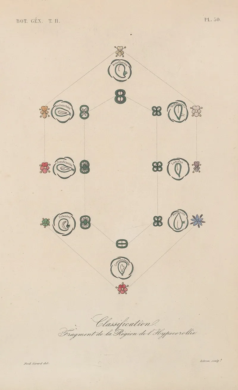 Traite De Botanique Generale Pl 101 Wall Art by François Hérincq - High-Resolution Digital Print