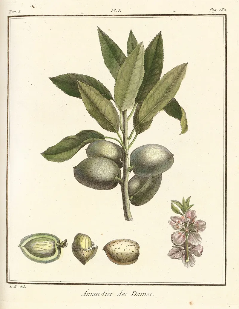 Traite Des Arbres Fruitiers Pl 01 Wall Art by Henri-Louis Duhamel du Monceau - High-Resolution Digital Print