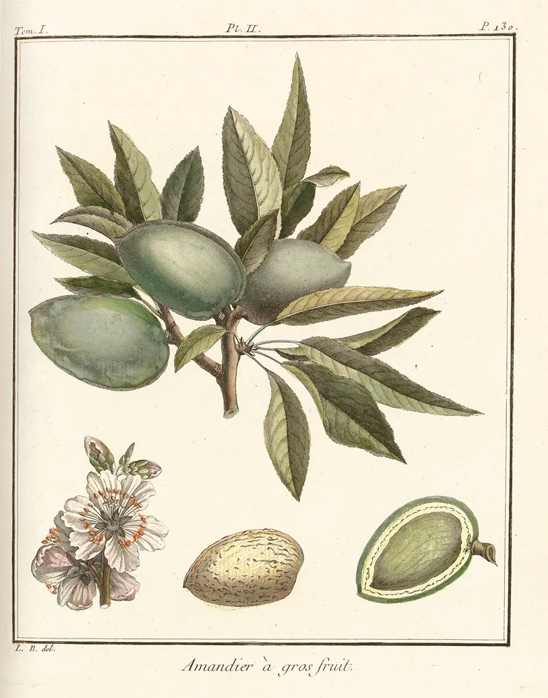 Traite Des Arbres Fruitiers Pl 02 Wall Art by Henri-Louis Duhamel du Monceau - High-Resolution Digital Print