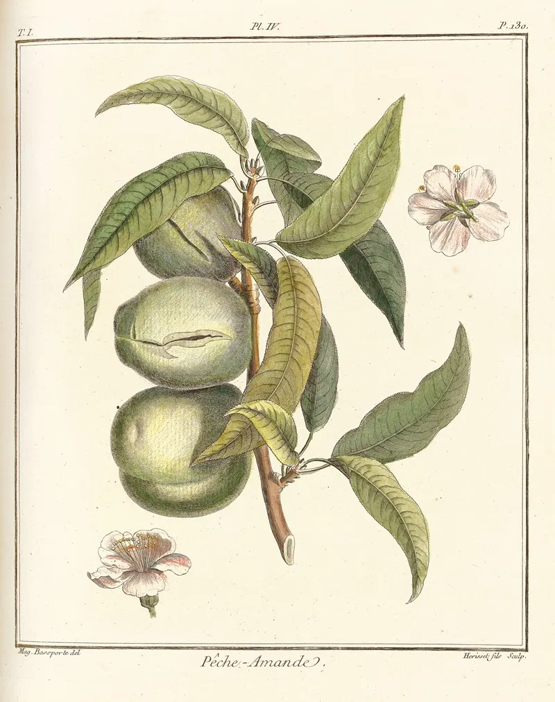 Traite Des Arbres Fruitiers Pl 04 Wall Art by Henri-Louis Duhamel du Monceau - High-Resolution Digital Print