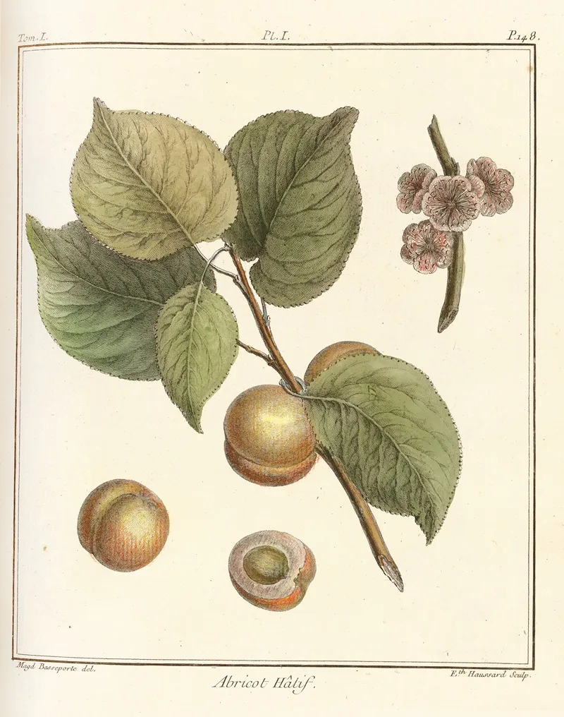 Traite Des Arbres Fruitiers Pl 05 Wall Art by Henri-Louis Duhamel du Monceau - High-Resolution Digital Print