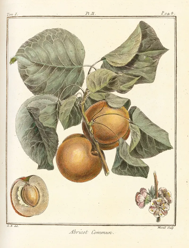Traite Des Arbres Fruitiers Pl 06 Wall Art by Henri-Louis Duhamel du Monceau - High-Resolution Digital Print