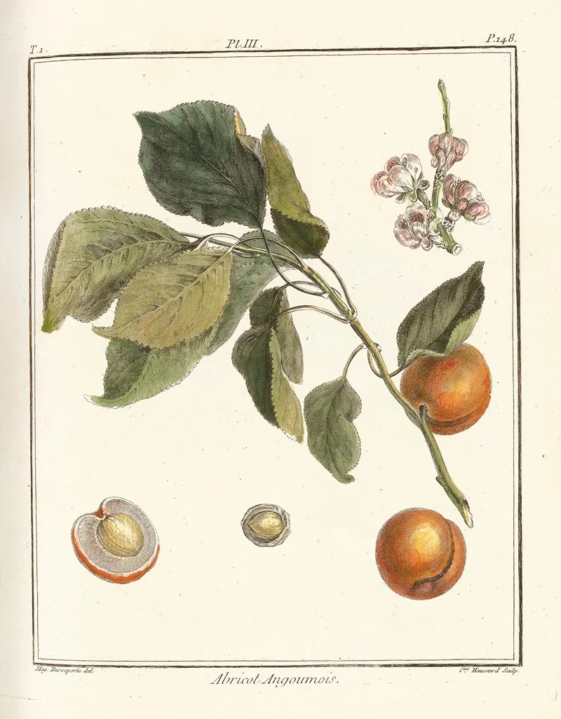Traite Des Arbres Fruitiers Pl 07 Wall Art by Henri-Louis Duhamel du Monceau - High-Resolution Digital Print