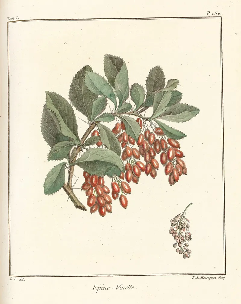 Traite Des Arbres Fruitiers Pl 11 Wall Art by Henri-Louis Duhamel du Monceau - High-Resolution Digital Print