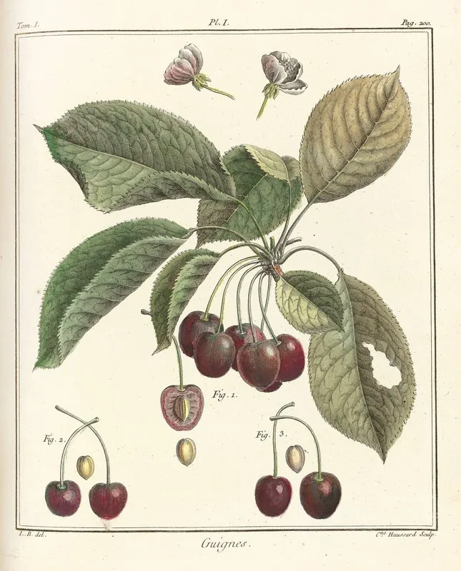 Traite Des Arbres Fruitiers Pl 12 Wall Art by Henri-Louis Duhamel du Monceau - High-Resolution Digital Print