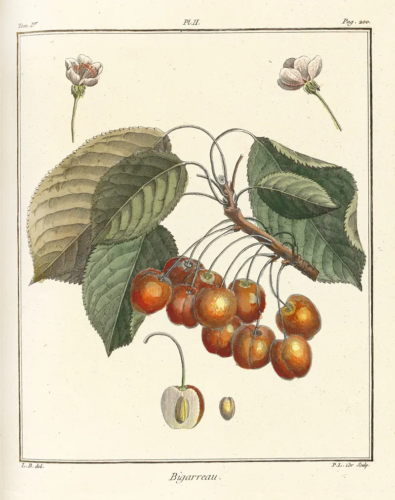 Traite Des Arbres Fruitiers Pl 13 Wall Art by Henri-Louis Duhamel du Monceau - High-Resolution Digital Print