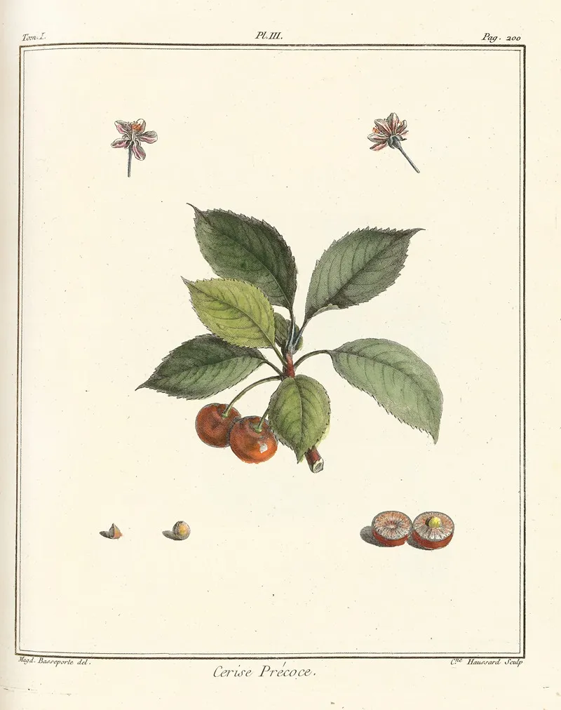 Traite Des Arbres Fruitiers Pl 14 Wall Art by Henri-Louis Duhamel du Monceau - High-Resolution Digital Print