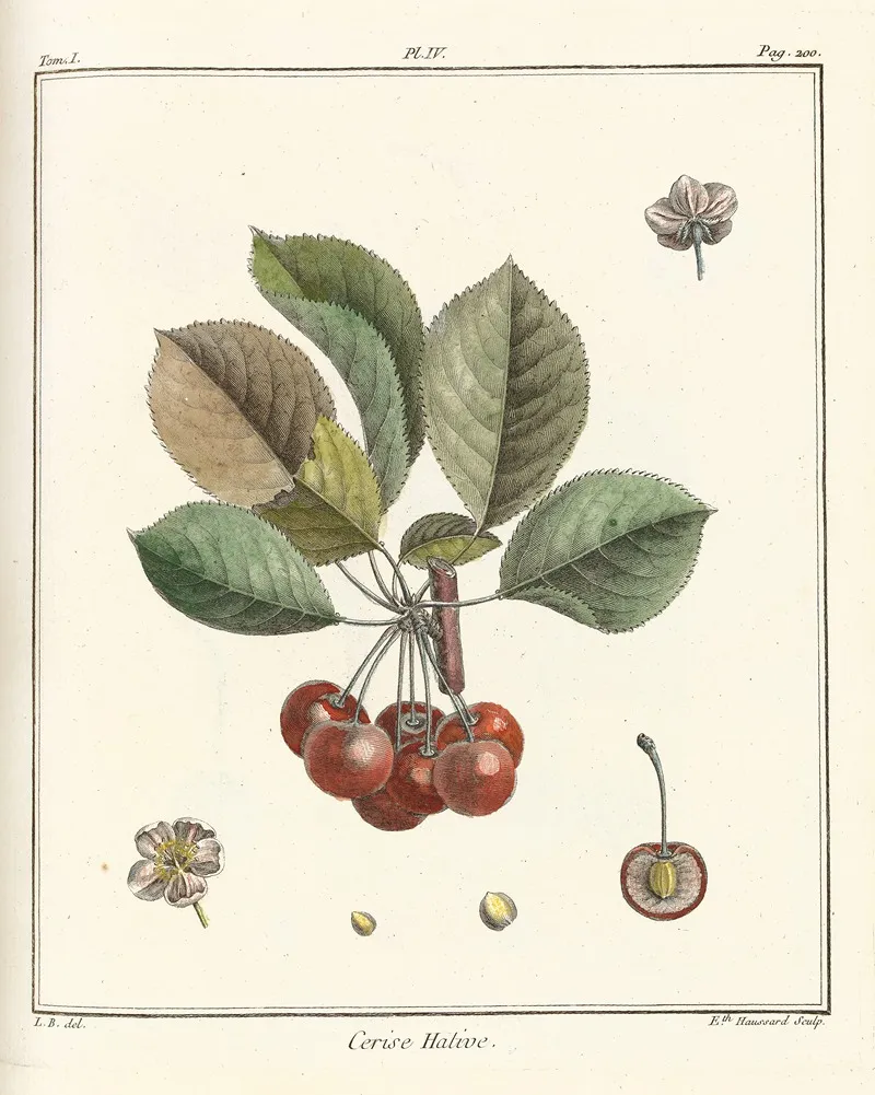 Traite Des Arbres Fruitiers Pl 15 Wall Art by Henri-Louis Duhamel du Monceau - High-Resolution Digital Print