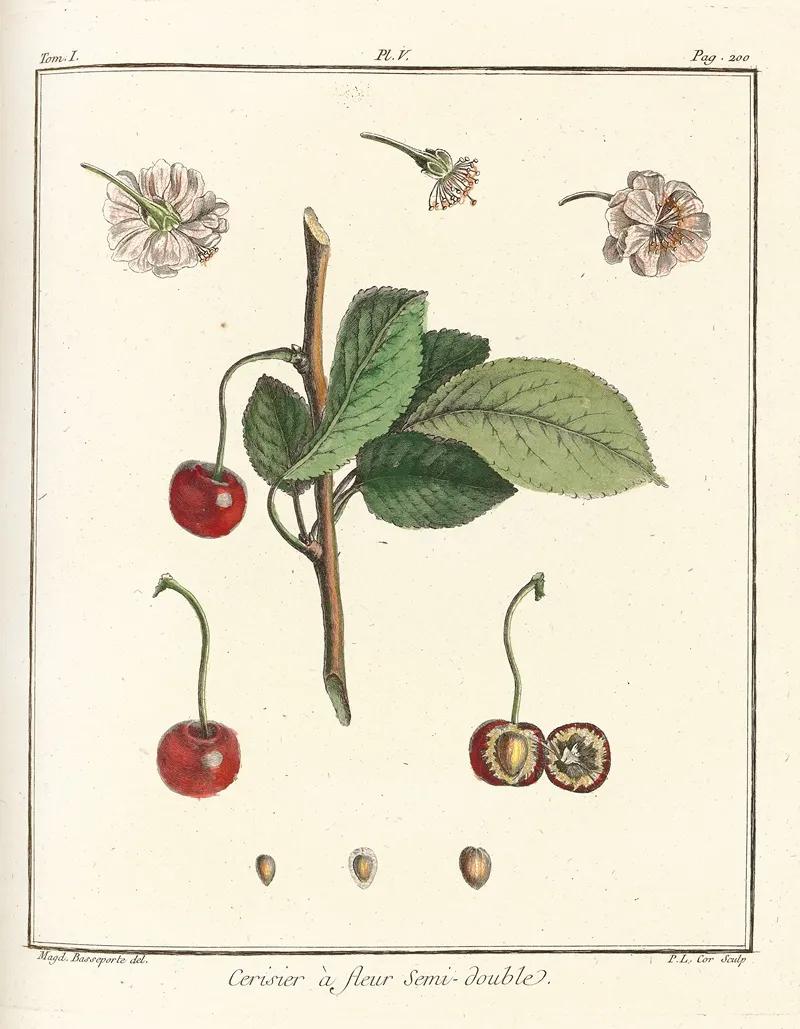 Traite Des Arbres Fruitiers Pl 16 Wall Art by Henri-Louis Duhamel du Monceau - High-Resolution Digital Print