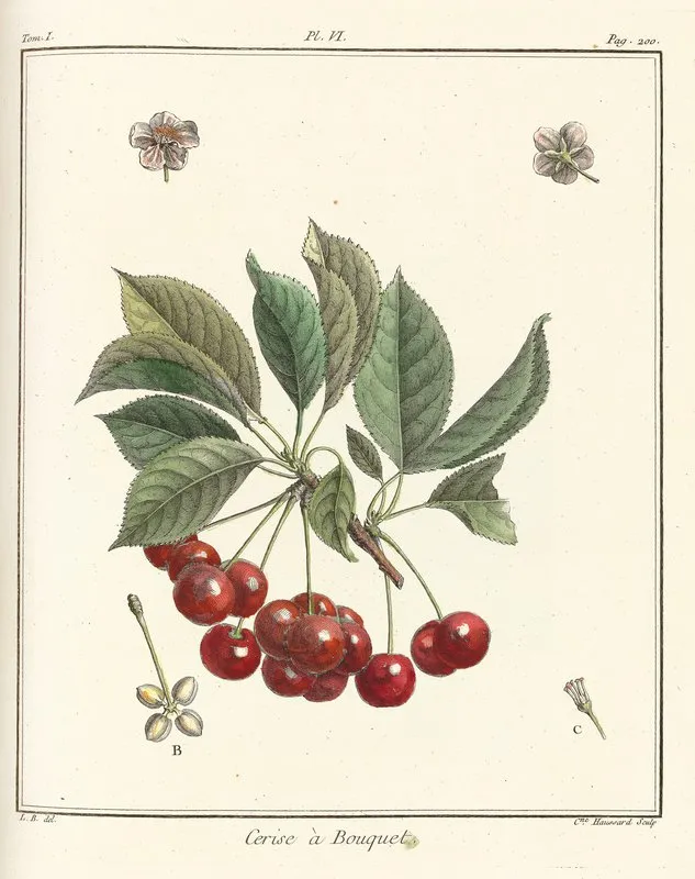 Traite Des Arbres Fruitiers Pl 17 Wall Art by Henri-Louis Duhamel du Monceau - High-Resolution Digital Print