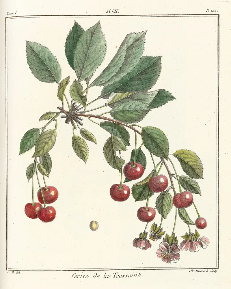 Traite Des Arbres Fruitiers Pl 18 Wall Art by Henri-Louis Duhamel du Monceau - High-Resolution Digital Print