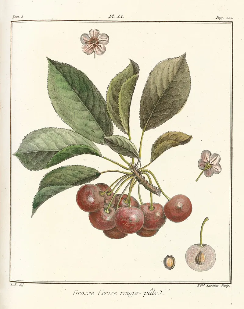 Traite Des Arbres Fruitiers Pl 20 Wall Art by Henri-Louis Duhamel du Monceau - High-Resolution Digital Print