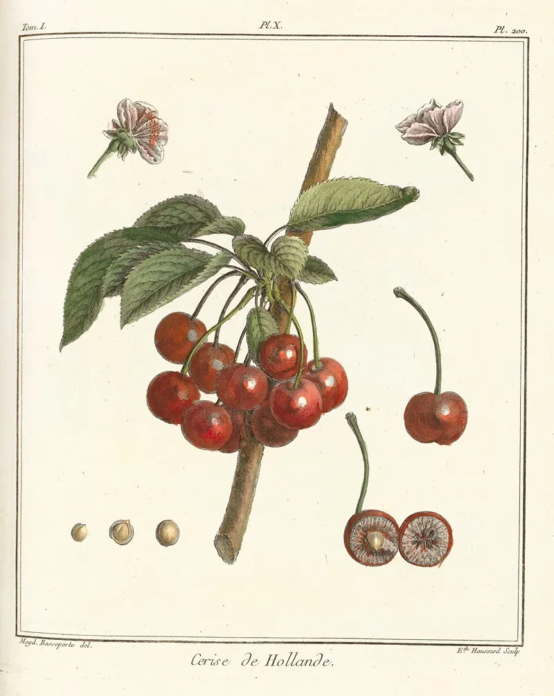 Traite Des Arbres Fruitiers Pl 21 Wall Art by Henri-Louis Duhamel du Monceau - High-Resolution Digital Print