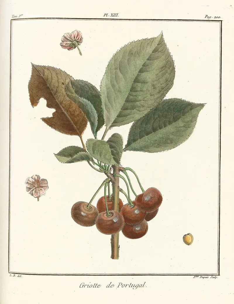 Traite Des Arbres Fruitiers Pl 24 Wall Art by Henri-Louis Duhamel du Monceau - High-Resolution Digital Print