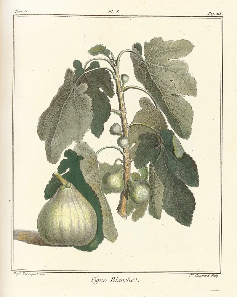 Traite Des Arbres Fruitiers Pl 29 Wall Art by Henri-Louis Duhamel du Monceau - High-Resolution Digital Print