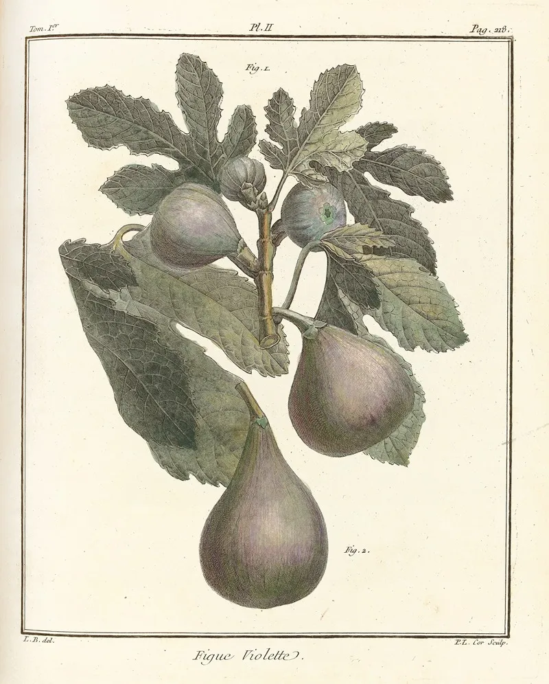 Traite Des Arbres Fruitiers Pl 30 Wall Art by Henri-Louis Duhamel du Monceau - High-Resolution Digital Print