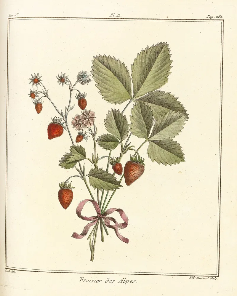 Traite Des Arbres Fruitiers Pl 32 Wall Art by Henri-Louis Duhamel du Monceau - High-Resolution Digital Print