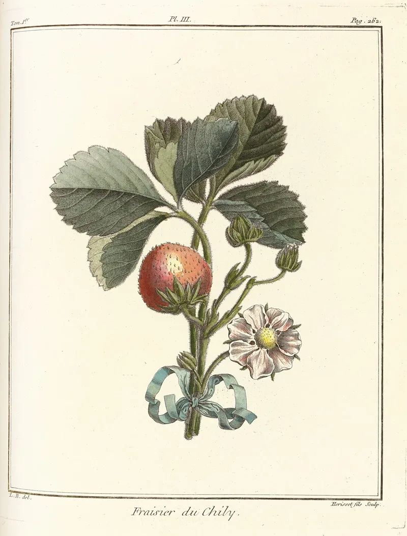 Traite Des Arbres Fruitiers Pl 33 Wall Art by Henri-Louis Duhamel du Monceau - High-Resolution Digital Print