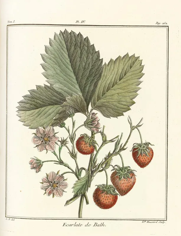 Traite Des Arbres Fruitiers Pl 34 Wall Art by Henri-Louis Duhamel du Monceau - High-Resolution Digital Print
