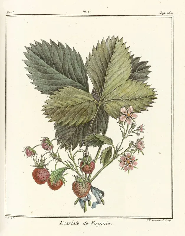 Traite Des Arbres Fruitiers Pl 35 Wall Art by Henri-Louis Duhamel du Monceau - High-Resolution Digital Print