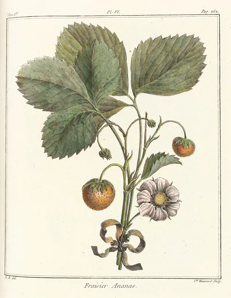 Traite Des Arbres Fruitiers Pl 36 Wall Art by Henri-Louis Duhamel du Monceau - High-Resolution Digital Print
