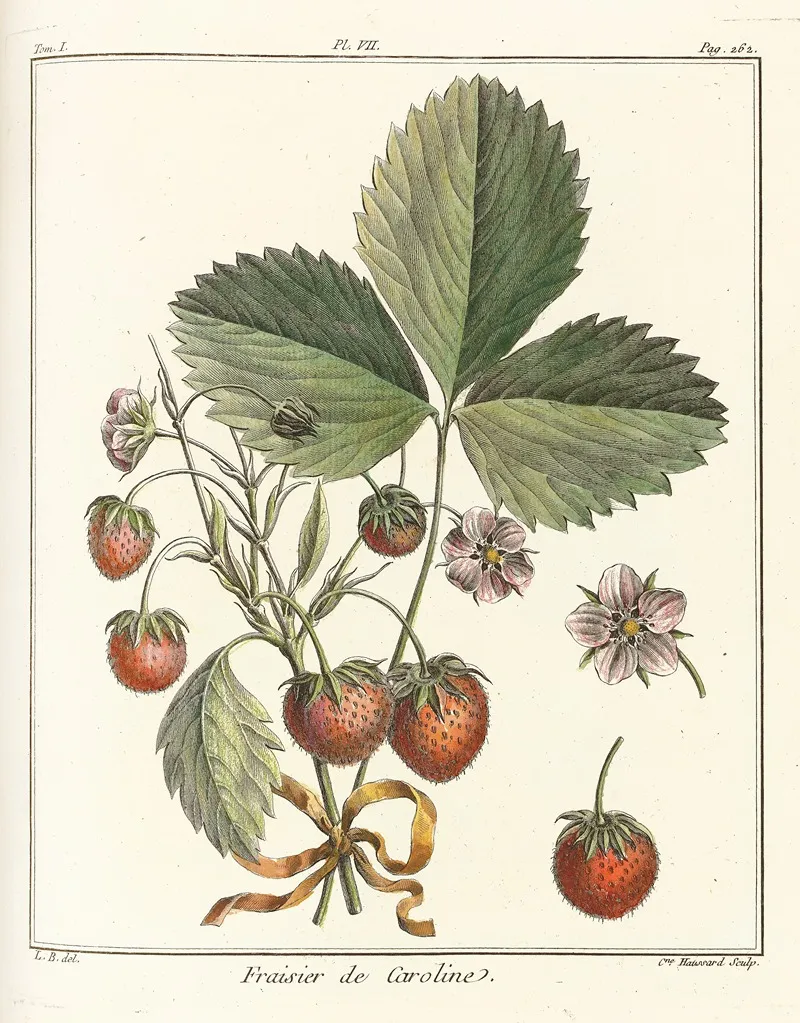 Traite Des Arbres Fruitiers Pl 37 Wall Art by Henri-Louis Duhamel du Monceau - High-Resolution Digital Print