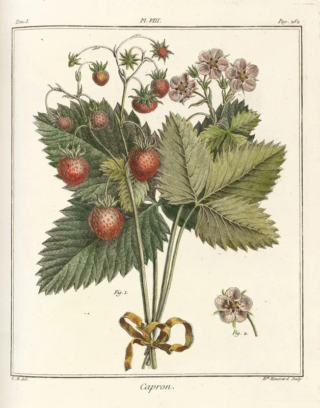 Traite Des Arbres Fruitiers Pl 38 Wall Art by Henri-Louis Duhamel du Monceau - High-Resolution Digital Print