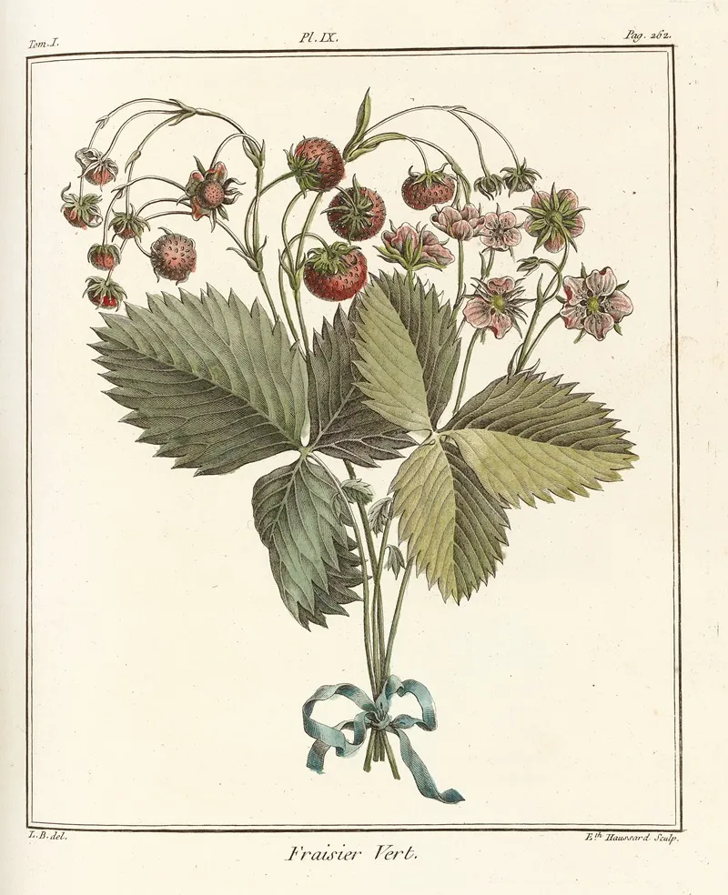 Traite Des Arbres Fruitiers Pl 39 Wall Art by Henri-Louis Duhamel du Monceau - High-Resolution Digital Print