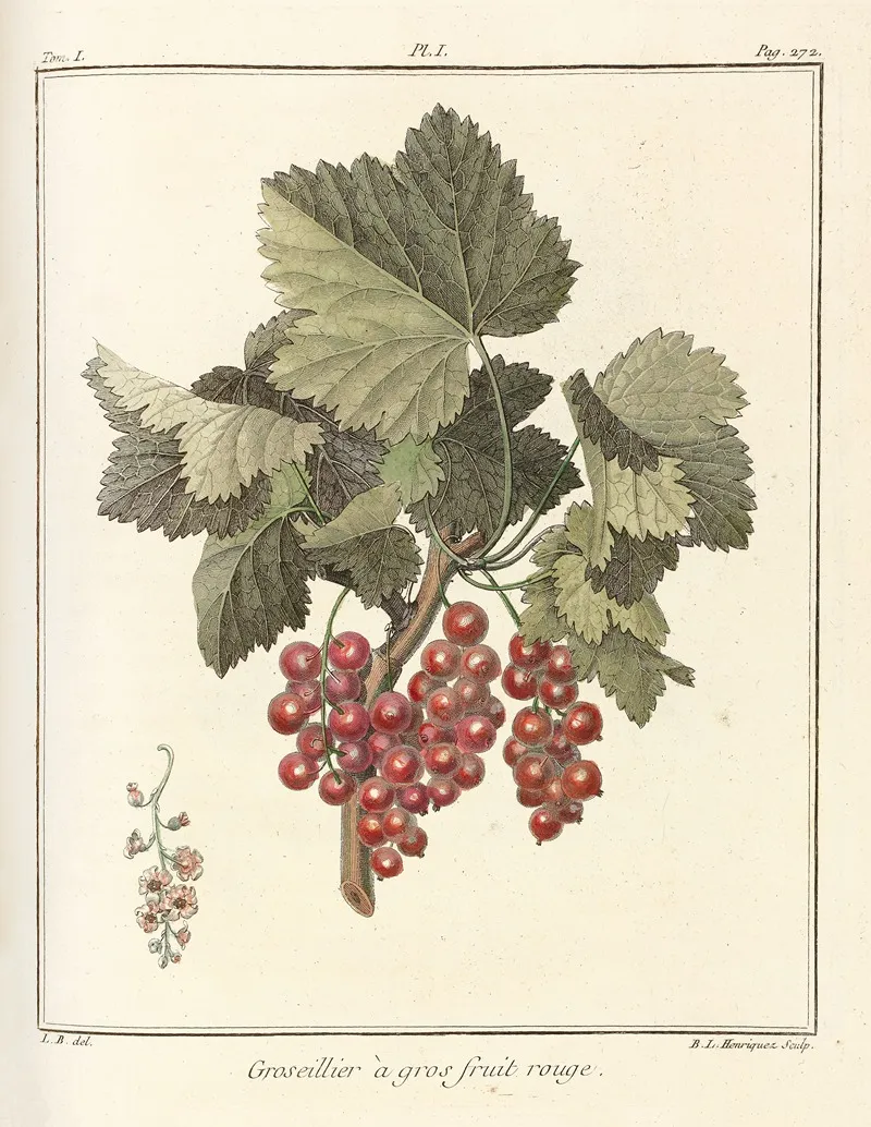 Traite Des Arbres Fruitiers Pl 40 Wall Art by Henri-Louis Duhamel du Monceau - High-Resolution Digital Print