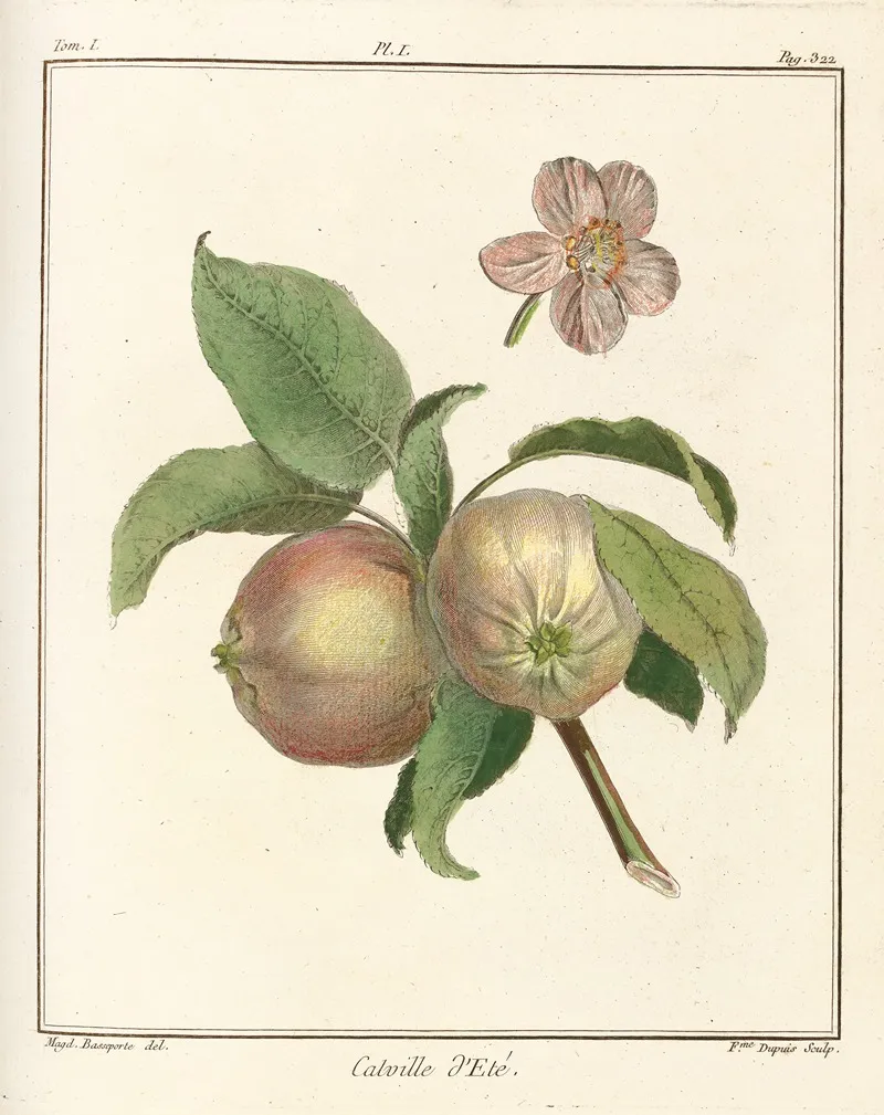 Traite Des Arbres Fruitiers Pl 42 Wall Art by Henri-Louis Duhamel du Monceau - High-Resolution Digital Print