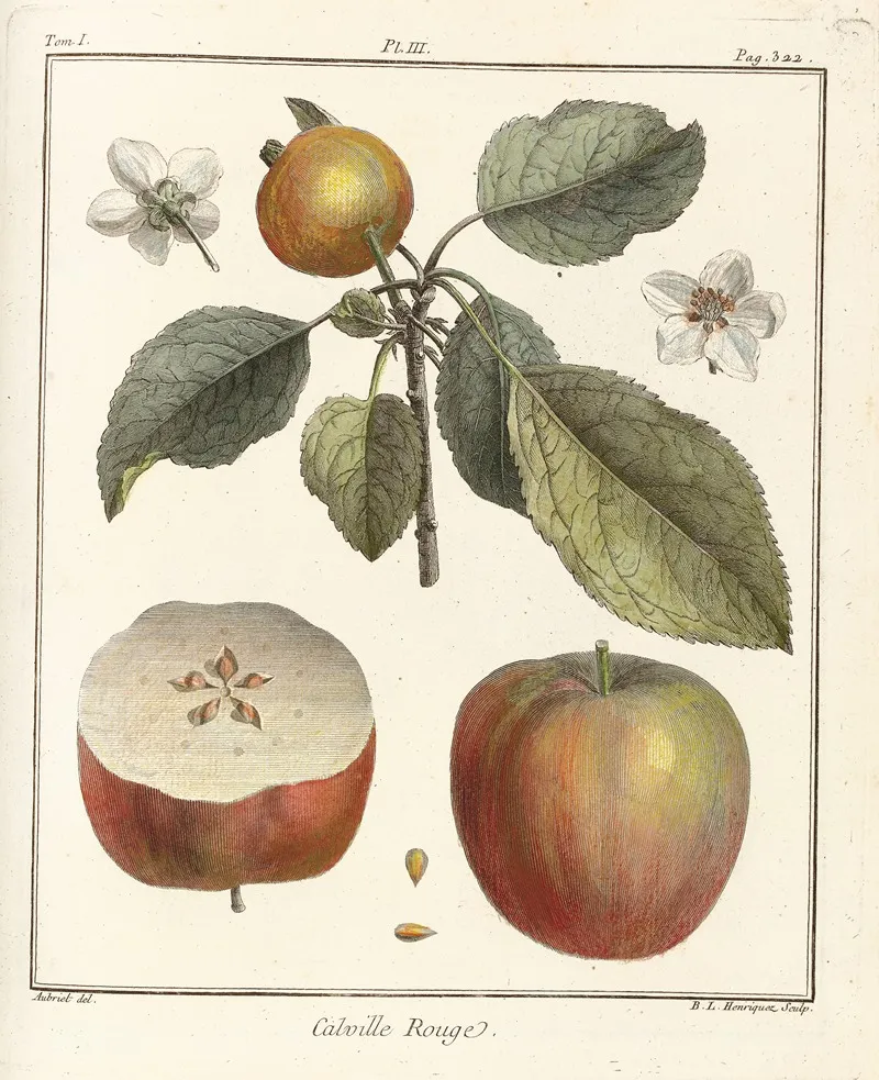 Traite Des Arbres Fruitiers Pl 44 Wall Art by Henri-Louis Duhamel du Monceau - High-Resolution Digital Print