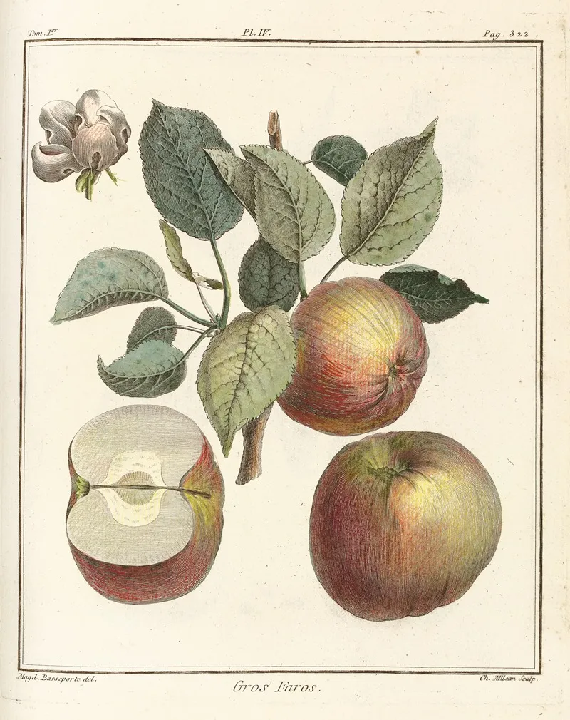 Traite Des Arbres Fruitiers Pl 45 Wall Art by Henri-Louis Duhamel du Monceau - High-Resolution Digital Print