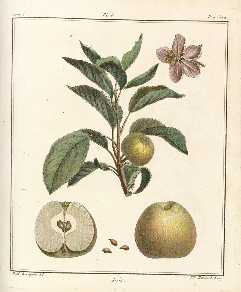 Traite Des Arbres Fruitiers Pl 46 Wall Art by Henri-Louis Duhamel du Monceau - High-Resolution Digital Print