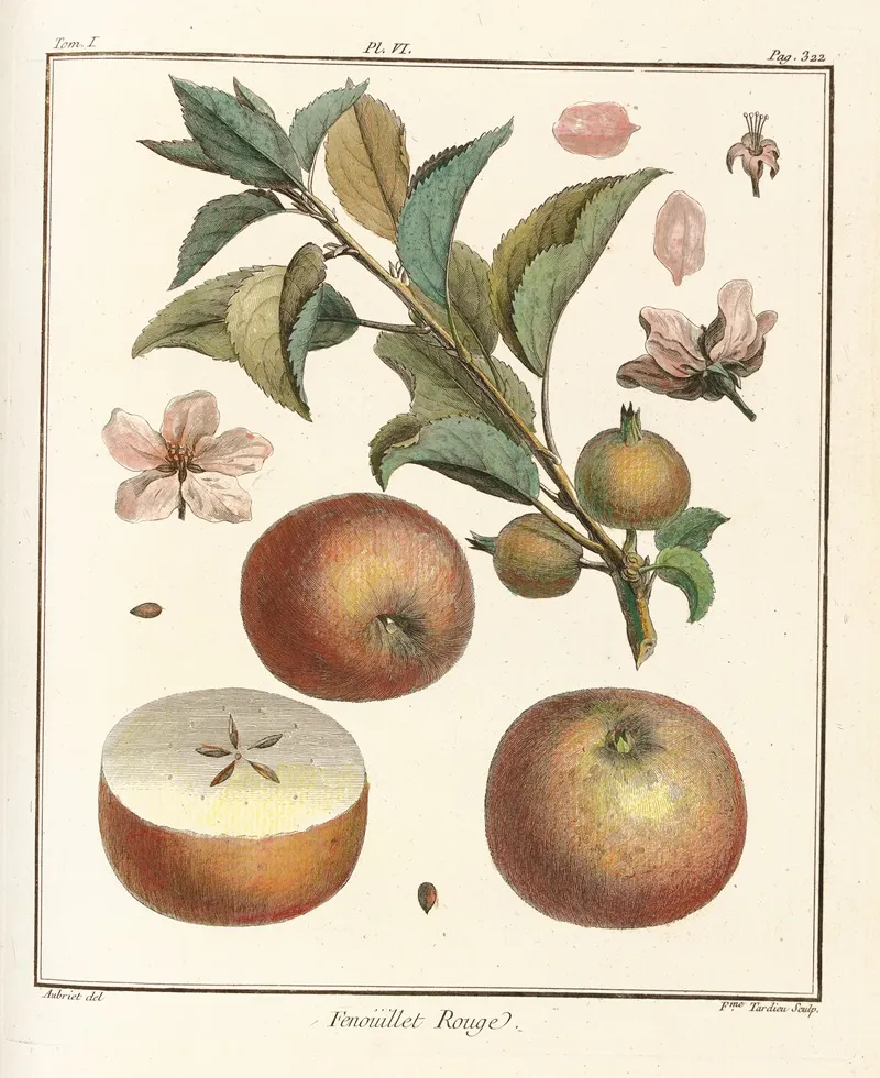 Traite Des Arbres Fruitiers Pl 47 Wall Art by Henri-Louis Duhamel du Monceau - High-Resolution Digital Print